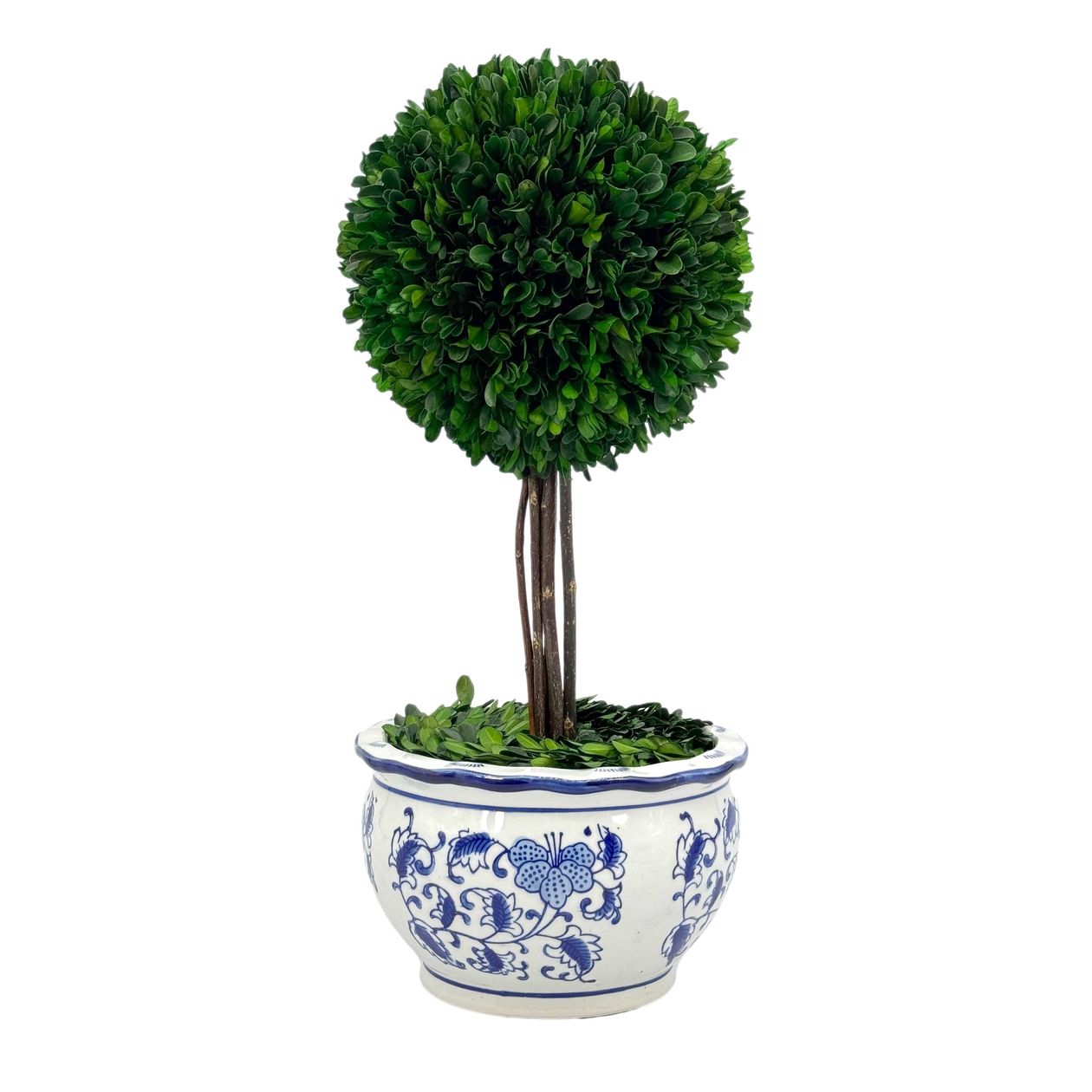 Large Boxwood Ball Topiary Tree