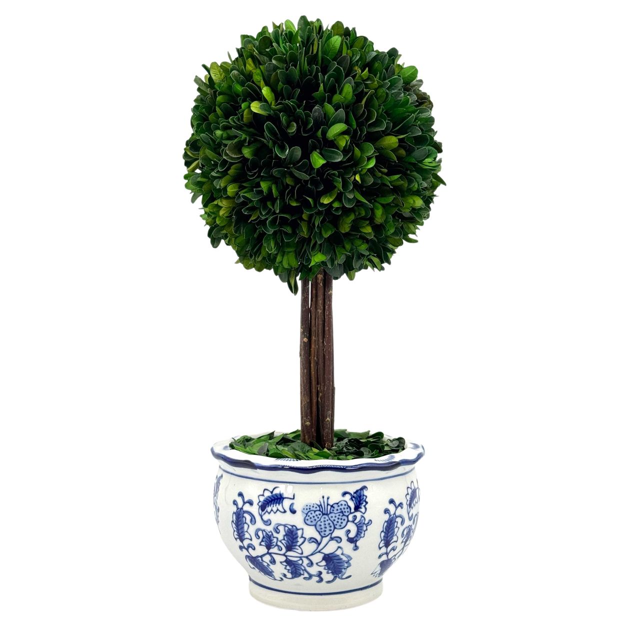 Medium Boxwood Ball Topiary Tree